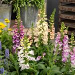 Fleurs - Digitale Excelsior Variée - face recto